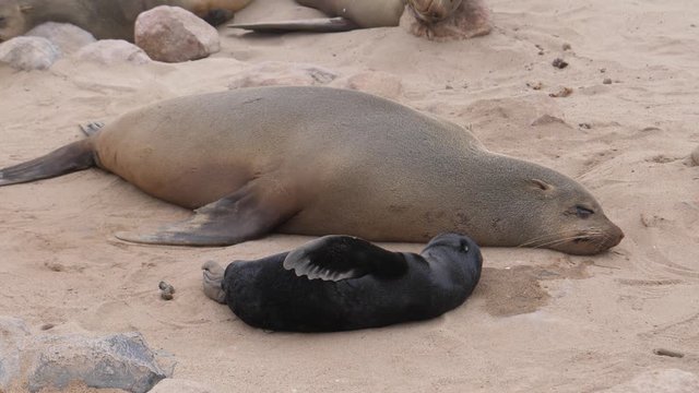 Mother sea lion and her pup sleeping on the beach at Cape Cross Seal Reserve in Namibia