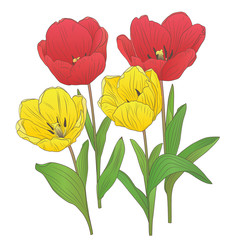 Vector illustration with spring flowers tulips. All details are drawn separately. It s comfortably for your design