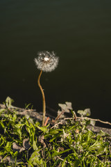 Half dandelion beside a lake