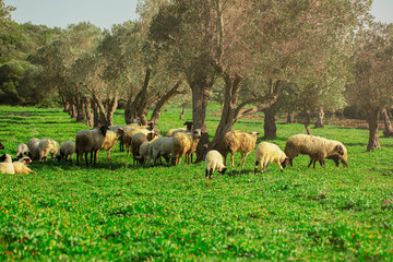 Herd of sheep grazing on the grass. Nature and organic livestock