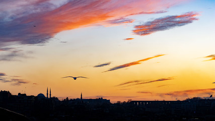 Sunset, a bird flying towards the horizon and the city skyline below