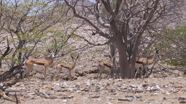 Herd of springboks passing by at the Hoanib Riverbed in Namibia