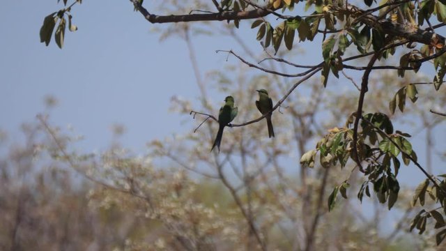 Two Bee-eaters on a tree branch around Grootfontein in Namibia