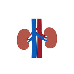 Human kidney organ vector illustration.