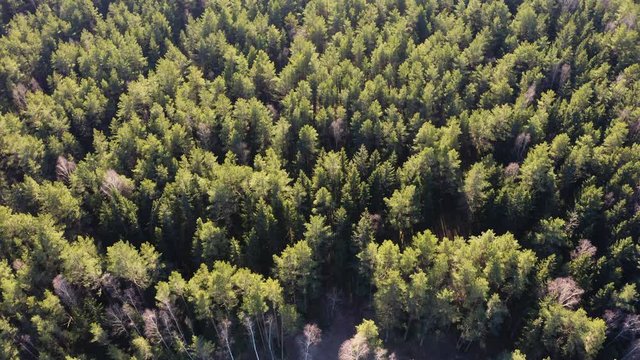 Drone shot flying forward in spring fir tree forest. Aerial view of spring landscape woods.
