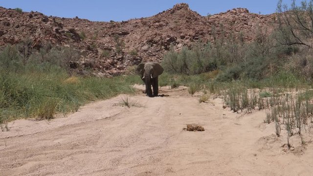 Bull desert elephant peeing and pooping at Hoanib Riverbed in Namibia