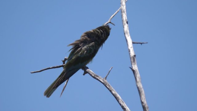 Bee-eater on a tree branch around Grootfontein in Namibia