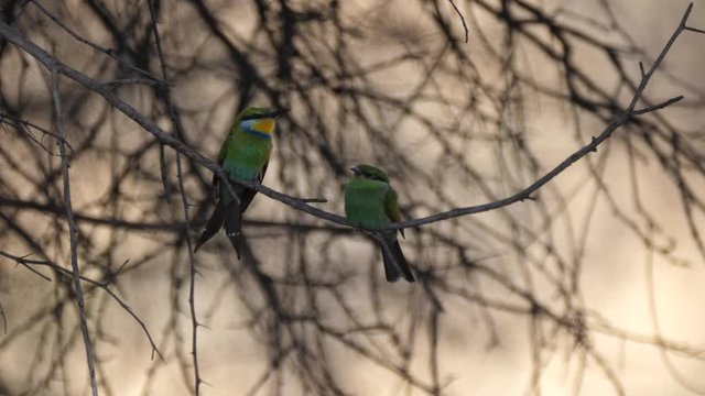 Two Bee-eaters on a tree branch around Grootfontein in Namibia