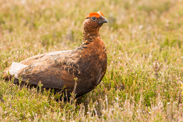 Red Grouse (Scientific name: Lagopus Lagopus Scoticus) Male or cock bird. A red grouse, stood in natural moorland habitat during Spring with grasses and budding heather. Horizontal.  Space for copy.