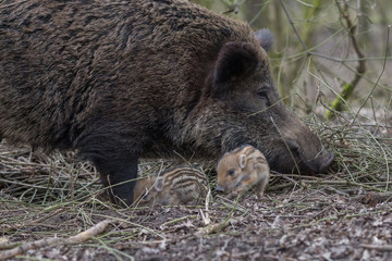 Young wild Boar in woods
