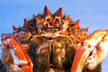 spider crab fresh of Galicia in kitchen for cooking  , centolla , maja squinado