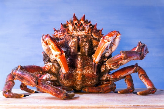 spider crab fresh of Galicia in kitchen for cooking  , centolla , maja squinado
