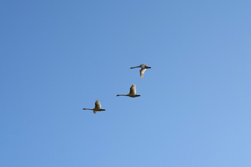 tree flying swans on a blue sky
