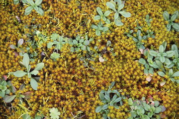 Orange star reindeer lichen moss