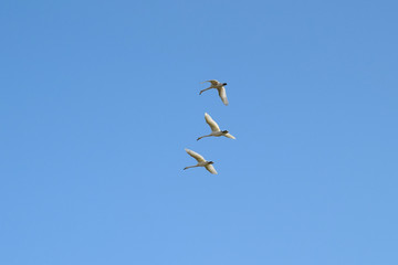 tree flying swans on a blue sky