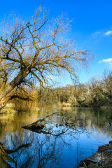 Obraz premium bare tree near lake in the park 