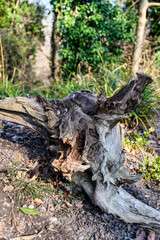 a tree trunk in the park 