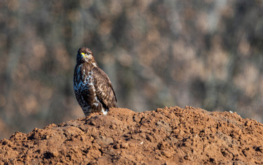 Buteo buteo portrait with natural bokeh background