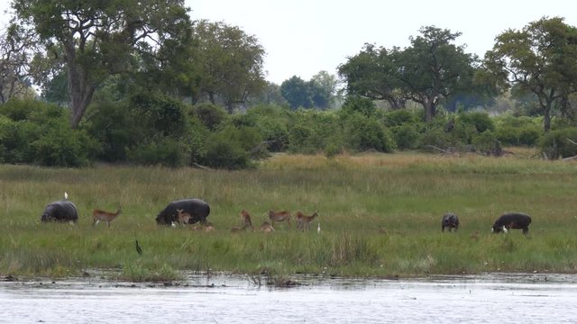 Hippos grazing next a lake surrounded with impalas at Khaudum National Park, Namibia