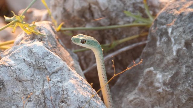 Close up from a Spotted Bush Snake in between the rocks at Khaudum National Park, Namibia