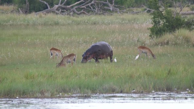 Hippos grazing next a lake surrounded with impalas at Khaudum National Park, Namibia