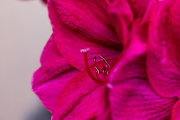 pink and white satin