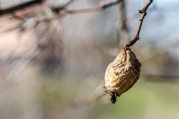Dried fruit quince in the tree canopy 