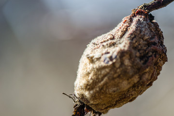 Dried fruit quince in the tree canopy 