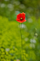 mohn blüte