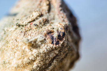 Dried fruit quince in the tree canopy 
