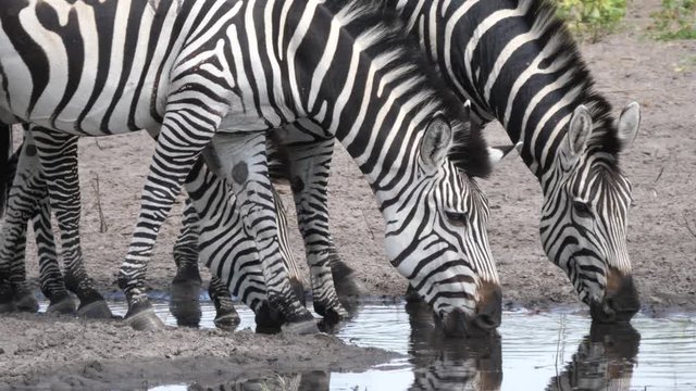Close up from zebras drinking from a waterhole at Khaudum National Park, Namibia