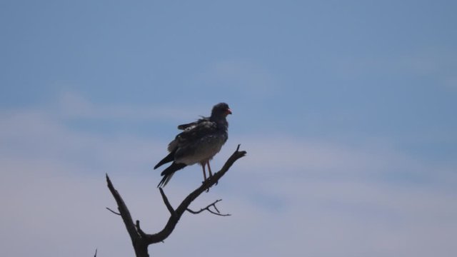 Pale chanting goshawk in a tree at Nkasa Rupara National Park in Namibia