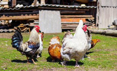 Beautiful and colorful roosters and hens walk in the courtyard of a farm house on a green lawn Siberian village, Russia