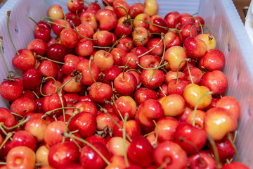 Box of Rainier Cherries