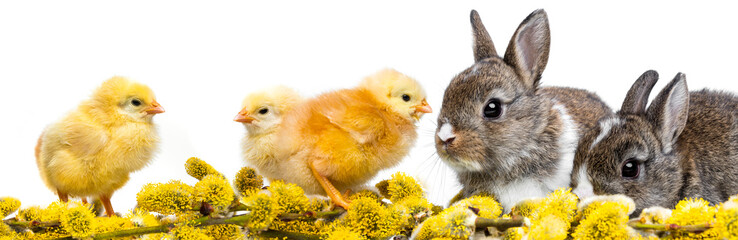 spring chickens and rabbits spring branch
