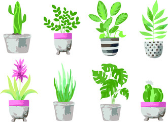 home plants on a blue background