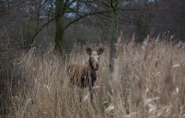 Moose animal in the field