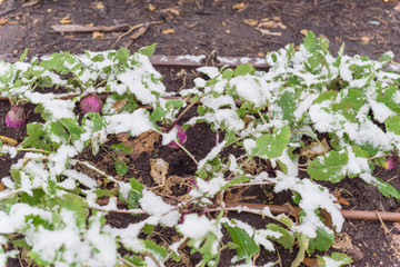 Raised bed garden with irrigation system and matured rutabaga plant freezing in Texas, USA