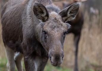 Naklejka na ściany i meble Moose animal in the field