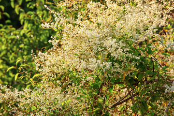 White blossom, beautiful summertime floral background, selective focus