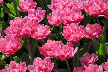 Pink tulips in the garden close-up