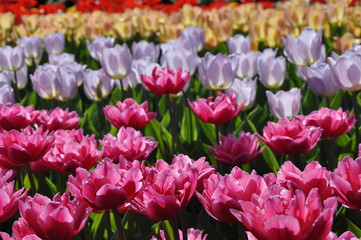 Pink tulips in the garden close-up
