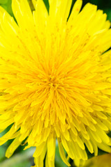 Dandelion close up. Dandelion plant with a fluffy yellow bud. Macro Photo of the yellow flower growing in the ground. The springtime.