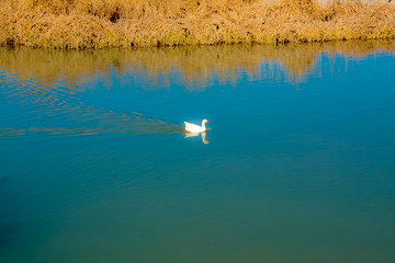 duck in a natural park
