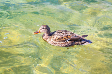 duck in a natural park