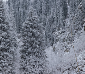 snowy frozen coniferous forest in the mountains in winter