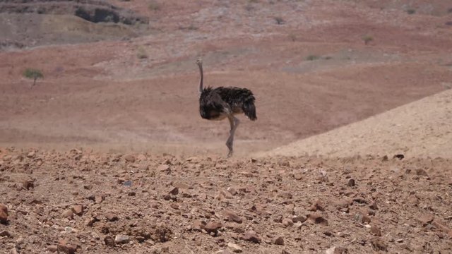 Ostrich walks on a dry savanna of Orupembe in Namibia