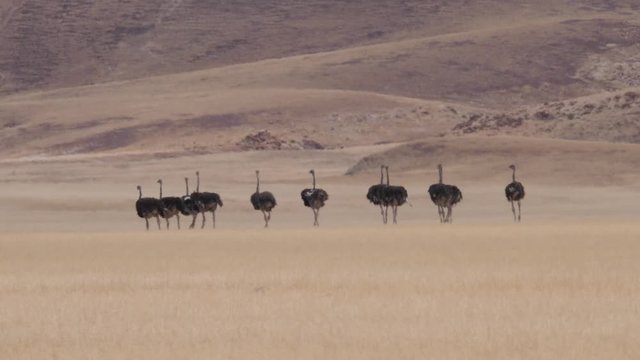 Herd of Ostrich running on a dry savanna of Purros in Namibia