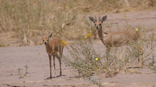 Steenbok eating a flower on the savanna around Purros in Namibia