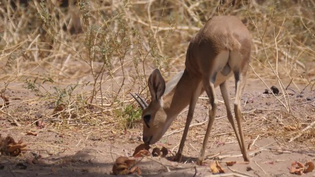 Steenbok eating fruit on the savanna around Purros in Namibia